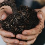 How To Add Iron To Soil Beginner's Guide