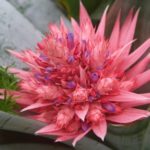 How Long Do Bromeliads Last And Best Care Tips