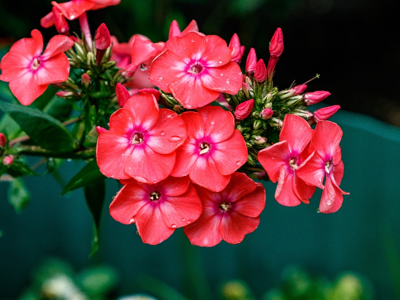 How To Grow Phlox From Cuttings Successfully