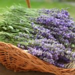 How to Sell Lavender: The Basics
