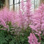 How To Propagate Astilbe. 2 Best Methods