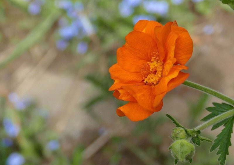 How To Grow Geum. 4 Factors For Success