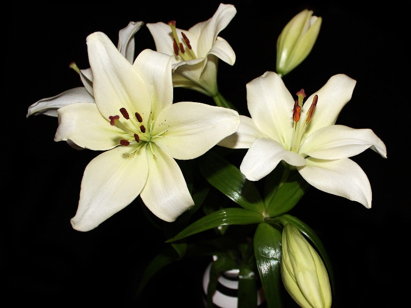 How Long Do Lilies Last in a Vase