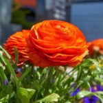 How To Plant Ranunculus Seeds In 2 Easy Steps