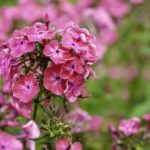 How To Prune Phlox? The Clue!