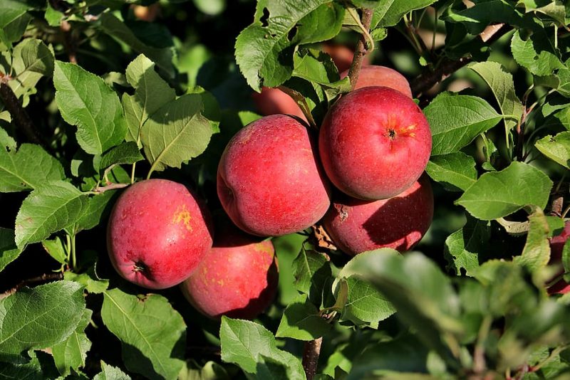 How To Start An Apple Orchard Business