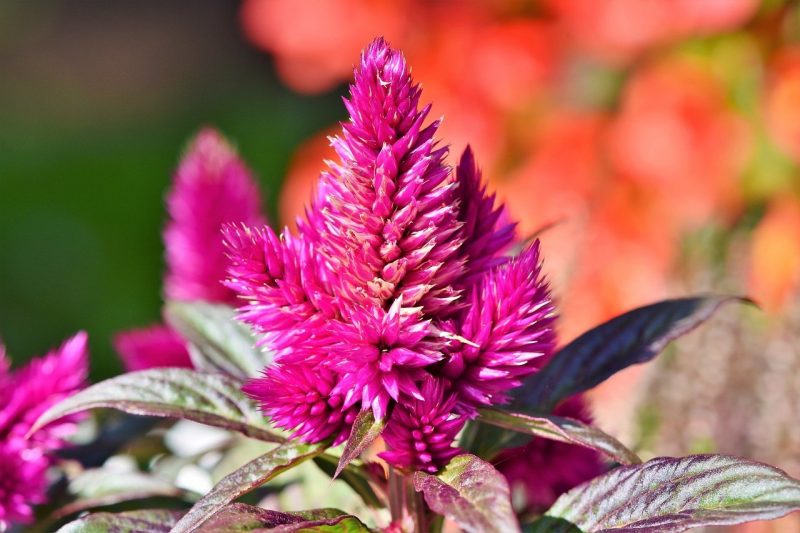 How To Grow Celosia From Seed In 2 Easy Steps