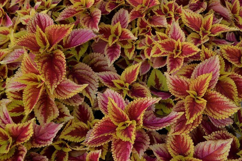 How to Collect Coleus Seeds in 8 Simple Steps