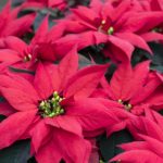 True Guide How To Pinch Back A Poinsettia In The UK?