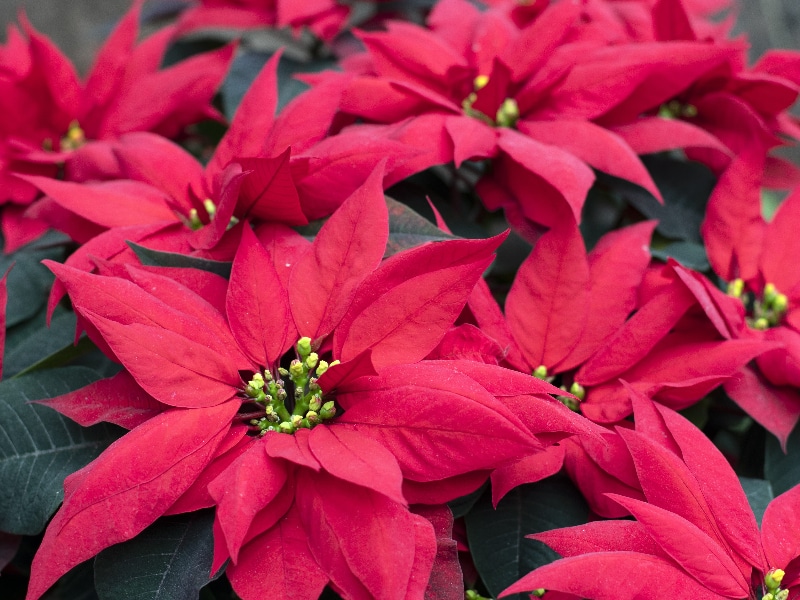How to Pinch Back a Poinsettia: An 8-Step Guide