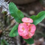How to Propagate Euphorbia? 3 Secret Techniques!
