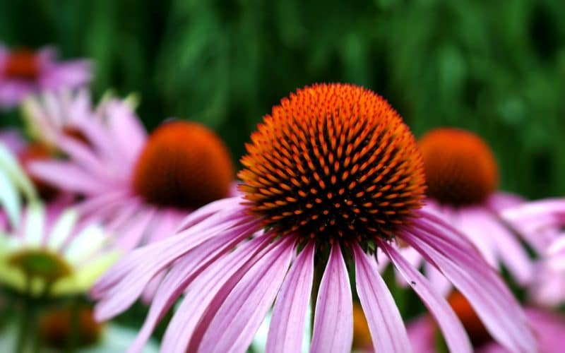 How to Propagate Echinacea from Cuttings in 9 Easy Steps
