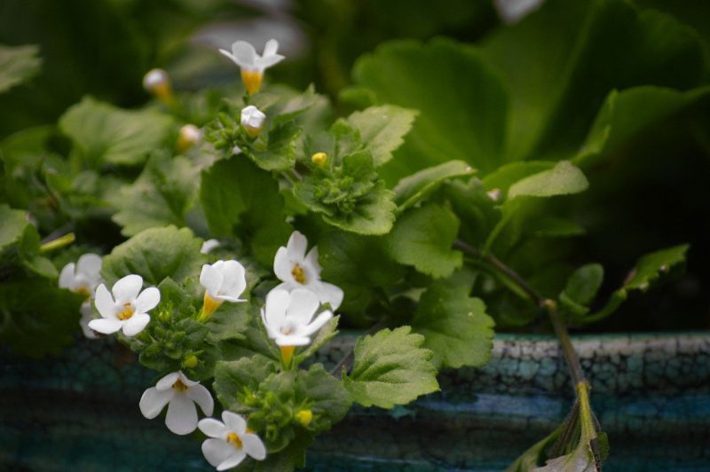 How To Care For Bacopa. 3 Factors For Success