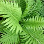5 Free Tips Of How To Winterize Ferns In The UK?