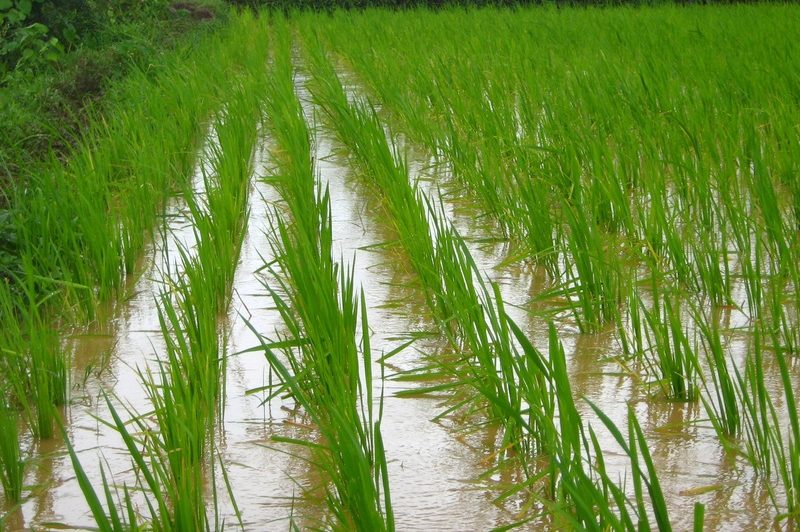 How To Grow Rice Hydroponically Simplified
