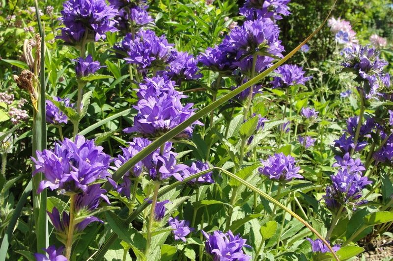 How To Get Rid Of Campanula. 2 Best Methods
