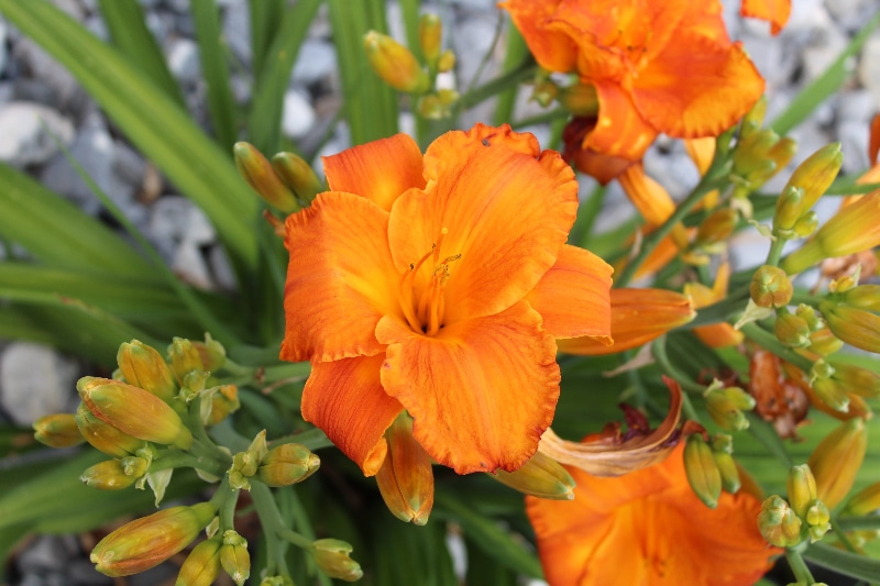 How To Prepare Daylilies For Winter. Best Guide