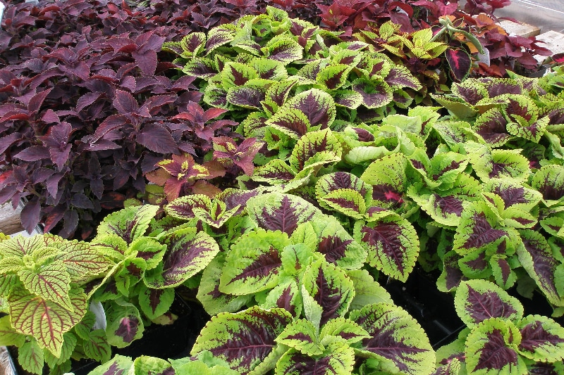 How To Trim Coleus. The Best Technique You Need