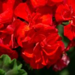 How to Transplant Geraniums? The Way!