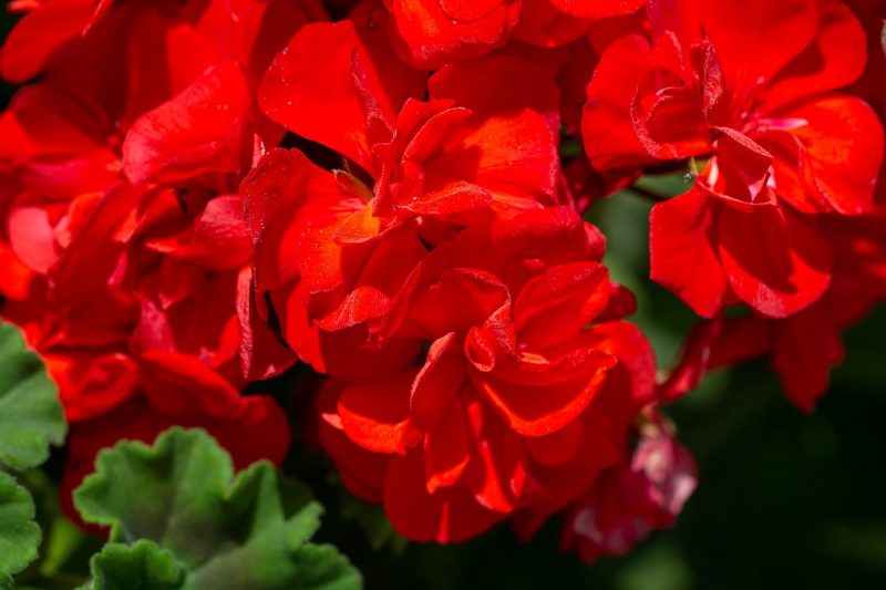 How to Transplant Geraniums the Right Way