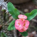 How To Prune Euphorbia In 2 Easy Steps