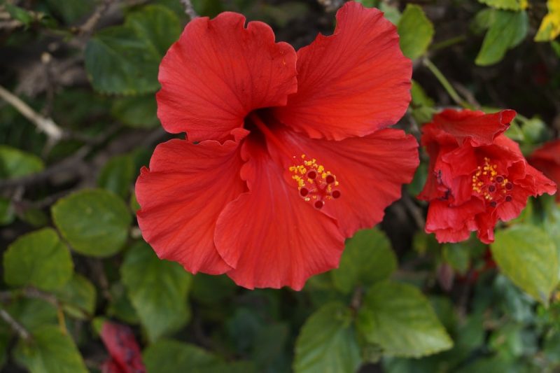How To Grow Hibiscus From Cuttings In 3 Steps