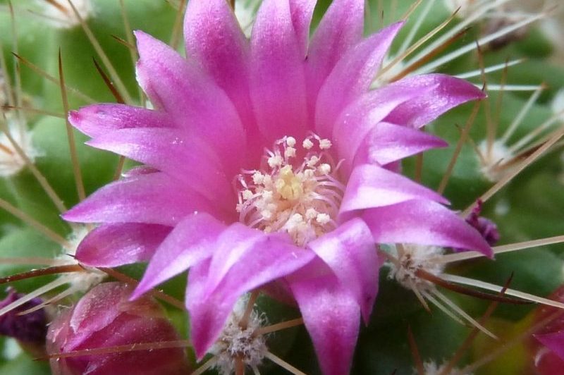 How To Get Cactus To Bloom. 2 Factors For Success
