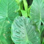 Free Steps How To Transplant Elephant Ear Plants In The UK?