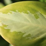 2 Free Tips How To Propagate Chinese Evergreen In The UK?