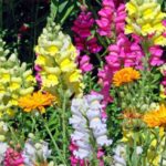 How To Propagate Snapdragons. 3 Best Methods