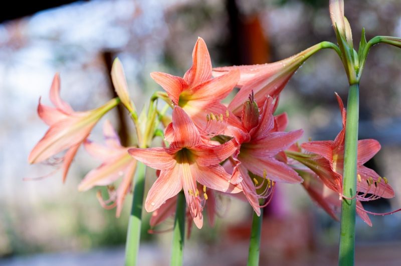 How To Grow Amaryllis From Seed In 3 East Steps