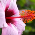 How To Start Hibiscus Seeds. 4 Steps To Success