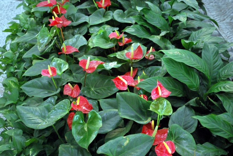 How to Grow Anthurium in Water