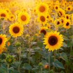 How to Transplant Sunflowers