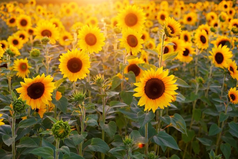 How to Transplant Sunflowers