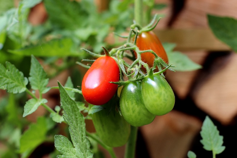 How To Grow Tomatoes Commercially For Success