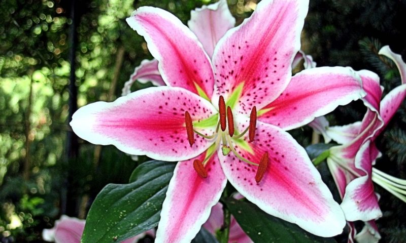 How Long Do Lilies Live