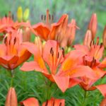 How To Propagate Lilies. 2 Best Methods