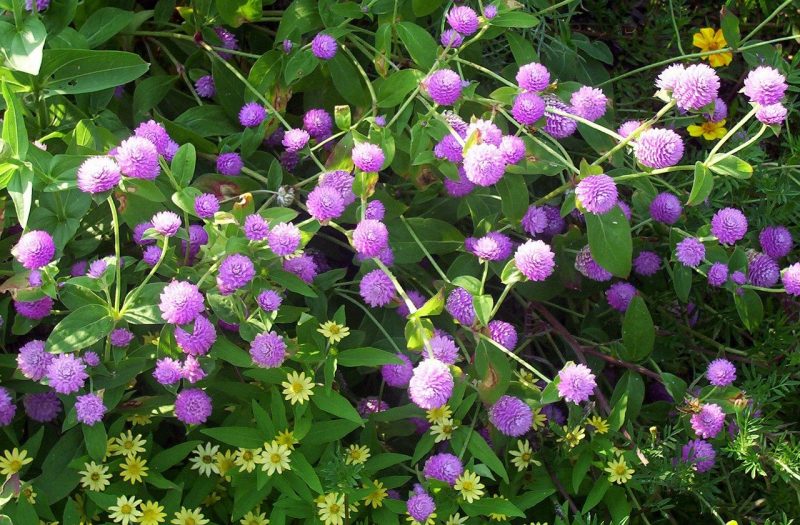 How to Grow Gomphrena in 4 Steps