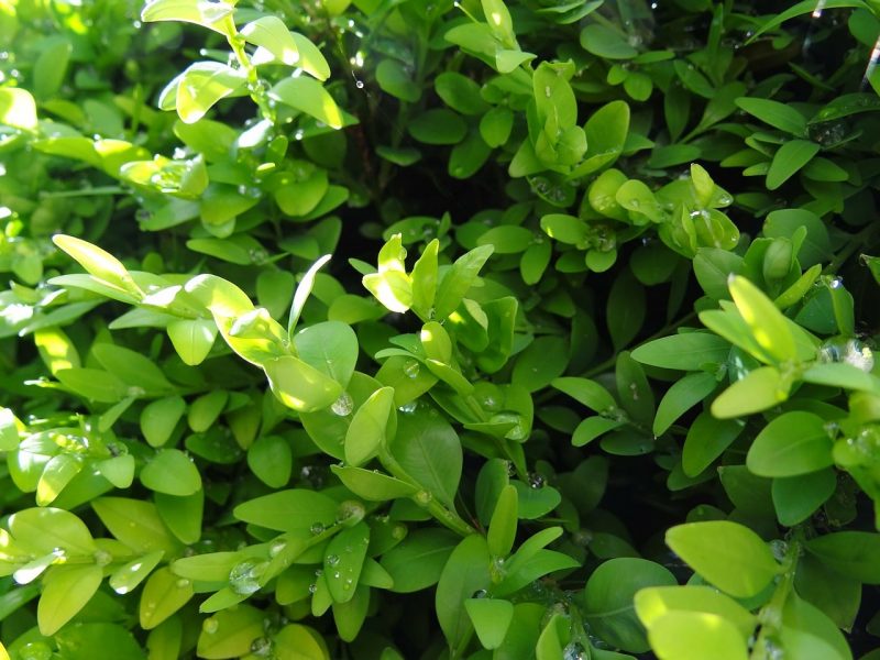 How To Propagate Boxwood From Cuttings in 9 Simple Steps