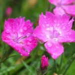 4 Free Steps Of How To Trim Dianthus In The UK?