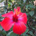 How to Grow Hardy Hibiscus from Seed? The Clue!