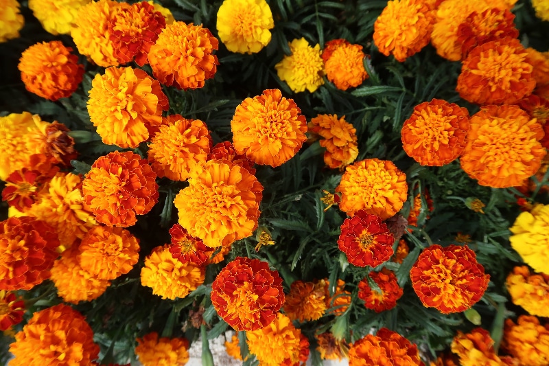 How to Harvest Marigold Flowers and Seeds: Tools And Tips