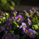 How To Deadhead African Violets. Best 2-Step Guide