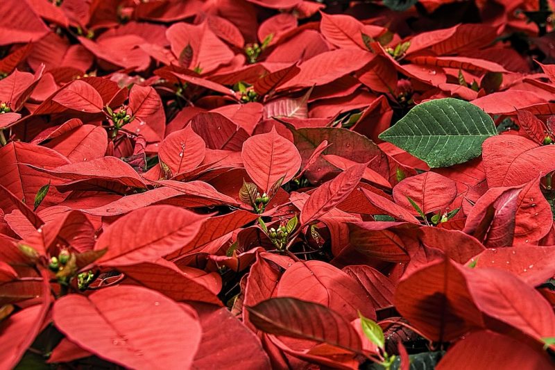 How To Grow Poinsettias From Seed. 3 Easy Steps