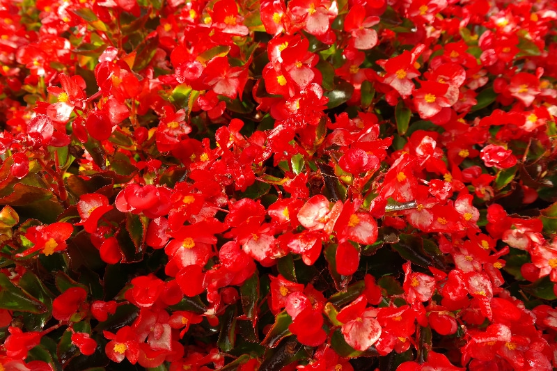 How To Root Begonia. 2 Best Ways