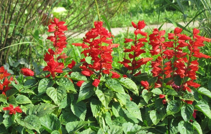How To Cut Back Salvia. Complete Beginner's Guide