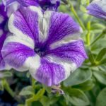 How To Cut Back Petunias. 3 Things To Master