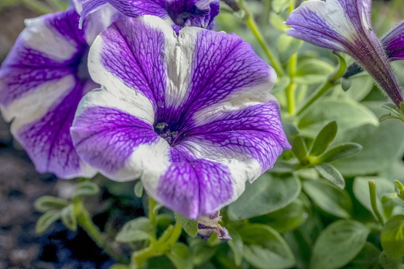 How To Cut Back Petunias. 3 Things To Master