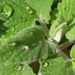 How To Prune Catmint In 2 Quick Steps